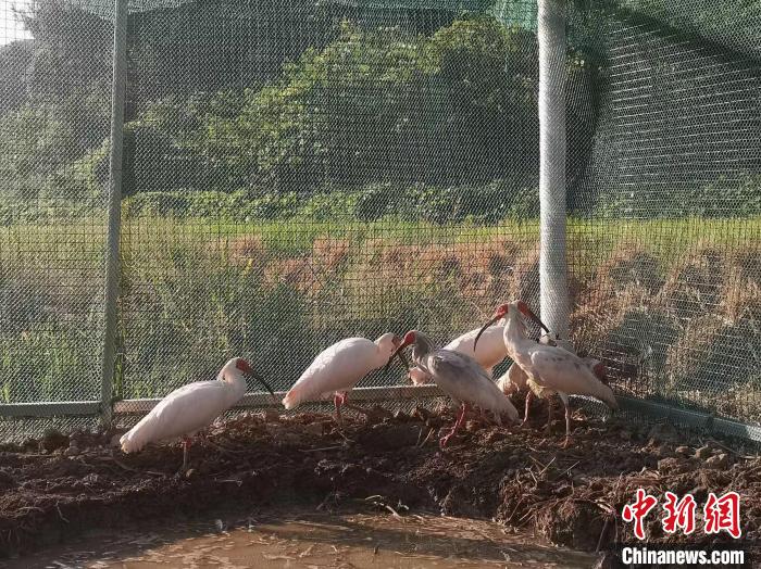 “鳥中國寶”朱鹮再入湖南