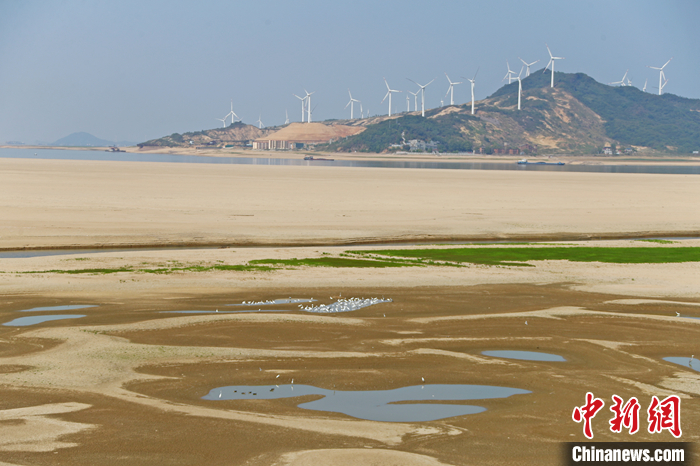 圖為9月6日，江西省鄱陽(yáng)湖湖區(qū)，白鷺等鳥(niǎo)類(lèi)在淺灘中棲息覓食。 <a target='_blank' href='/'>中新社</a>記者 劉占昆 攝