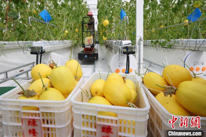 溫室內(nèi)，黃瓜、甜瓜、西紅柿等水果蔬菜成熟，工人們忙著將采摘下來(lái)的瓜果蔬菜裝箱發(fā)走?！°蟛?攝