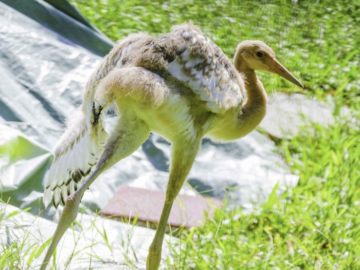 臺北動物園丹頂鶴寶寶將命名“哩鶴”。 圖片來源：臺北市立動物園