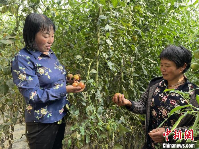 圖為在定西市符川春香農(nóng)副農(nóng)資合作社大棚里，定西市第五屆人大代表黨春香(左)和社員交流蔬果種植情況。　崔琳 攝