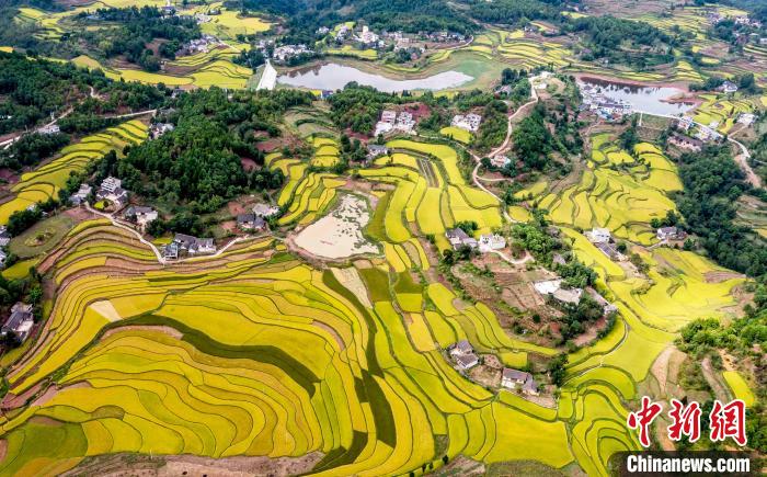 貴州黔西：金秋稻田“豐景”如畫