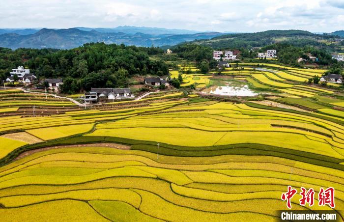 9月16日，航拍貴州省黔西市錦星鎮(zhèn)洪湖村稻田。