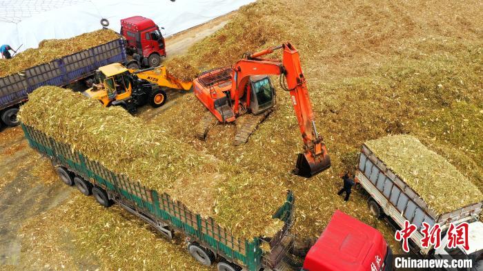 黃儲玉米秸稈飼草裝車。(無人機照片) 杜得天 攝