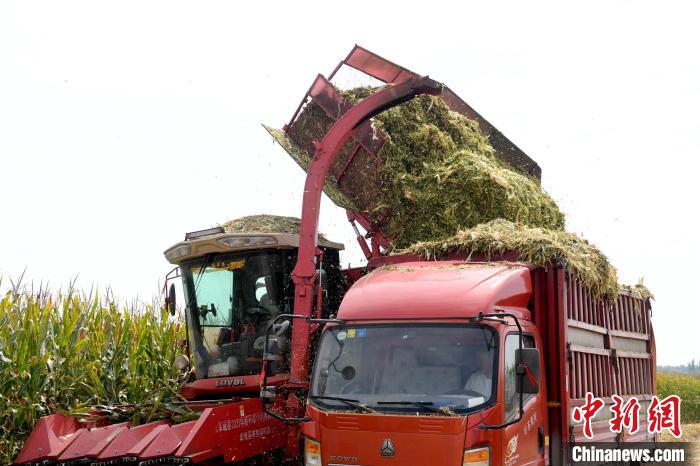 轉(zhuǎn)運黃儲玉米秸稈飼草?！〈拶t飛 攝