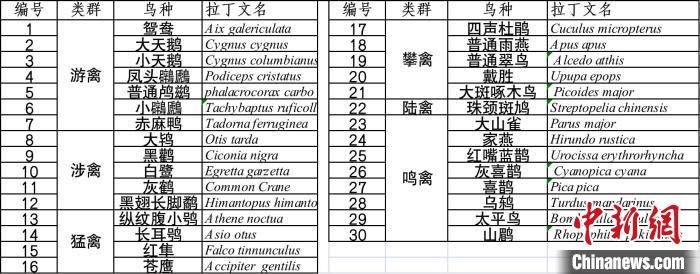 十萬余人次投票雨燕等30種鳥獲選“首都市民最喜愛的鳥”