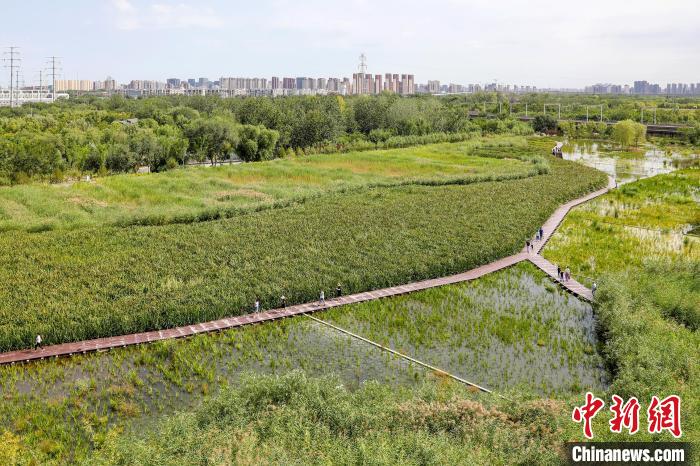 圖為永定河休閑森林公園內(nèi)的濕地?！”本┦袌@林綠化局供圖