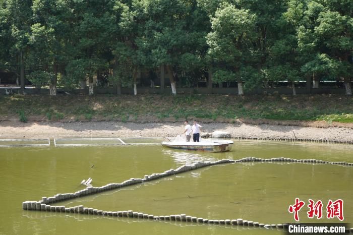 迎接越冬候鳥(niǎo)江西鄱陽(yáng)湖保護(hù)區(qū)多舉措科學(xué)抗旱護(hù)鳥(niǎo)