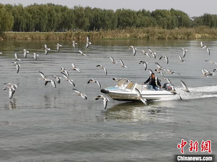 鴻雁貼著湖面飛行?！∩虼毫?攝