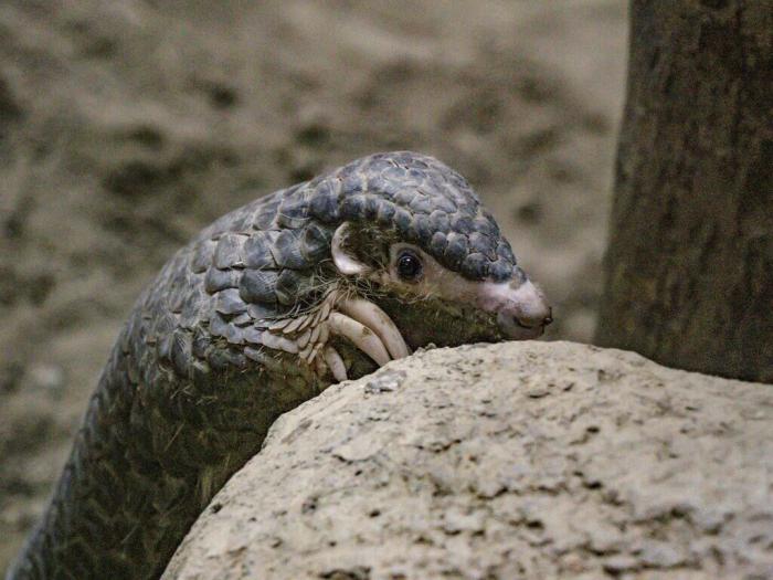 因救傷入住臺北市立動物園的穿山甲NaNa，近期在保育員幫助下克服焦慮，成功出現(xiàn)在游客面前，且喜歡爬高及玩水。圖片來源：臺灣“中央社”(臺北市動物園提供)