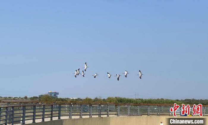 黃河入?？凇吧鷳B(tài)+旅游”模式助力黃河國家文化公園建設(shè)