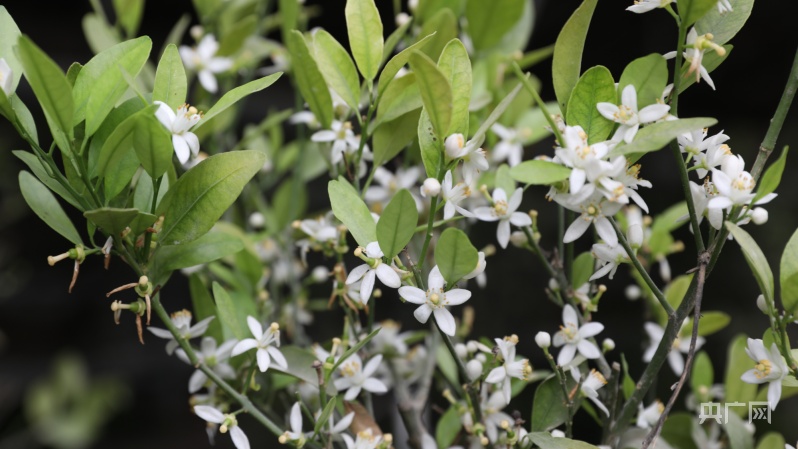 陣陣花香撲鼻而來(lái)(央廣網(wǎng)發(fā) 米爾妮薩·阿卜杜拉 攝)