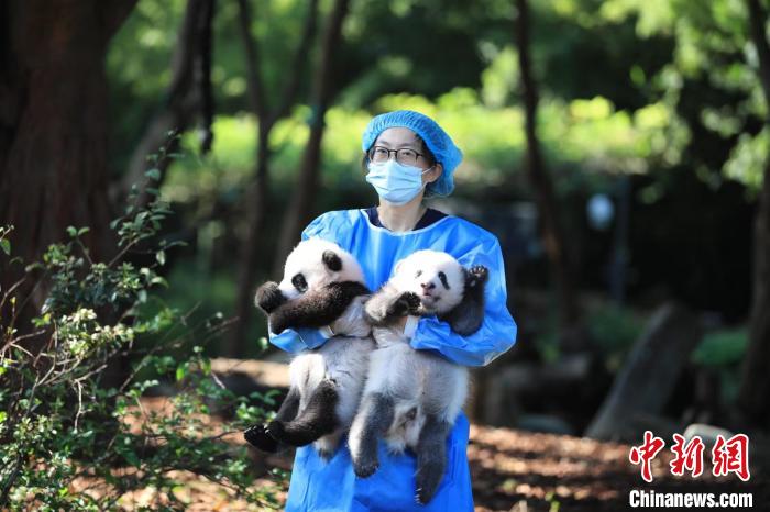 飼養(yǎng)員抱著大熊貓寶寶?！〕啥即笮茇埛庇芯炕毓﹫D