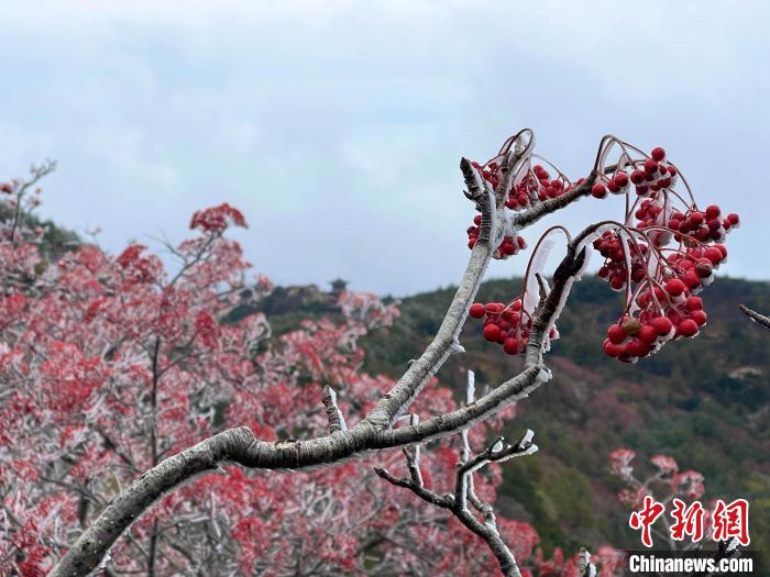 10月4日，泰山之巔現(xiàn)霧凇奇觀，冰雕玉砌、晶瑩閃爍的霧凇綴滿枝頭，一樹樹、一叢叢，甚是好看?！±捉?攝