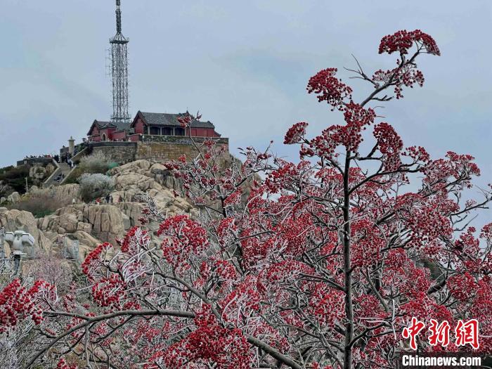 10月4日，泰山之巔現(xiàn)霧凇奇觀，冰雕玉砌、晶瑩閃爍的霧凇綴滿枝頭，一樹樹、一叢叢，甚是好看?！±捉?攝