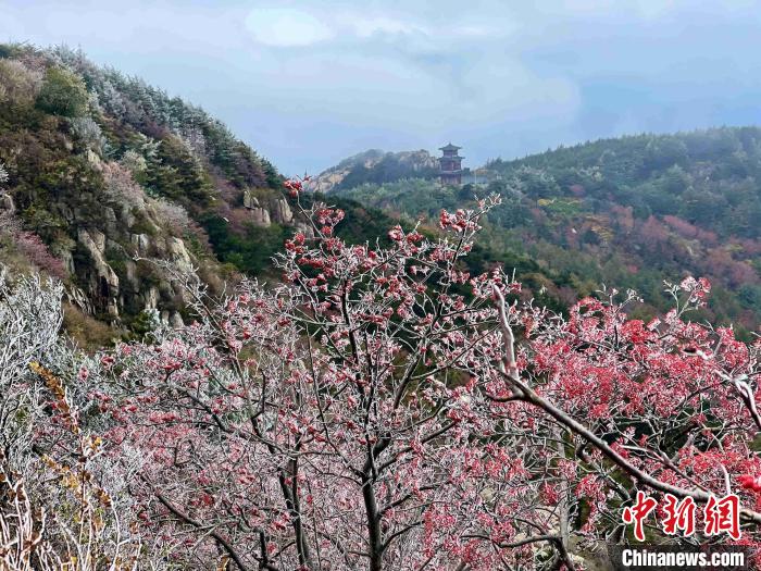 10月4日，泰山之巔現(xiàn)霧凇奇觀，冰雕玉砌、晶瑩閃爍的霧凇綴滿枝頭，一樹樹、一叢叢，甚是好看?！±捉?攝