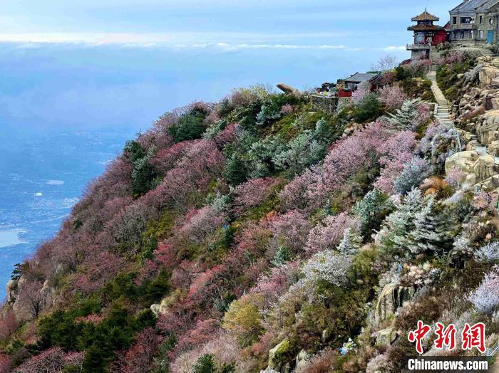 10月4日，泰山之巔現(xiàn)霧凇奇觀，冰雕玉砌、晶瑩閃爍的霧凇綴滿枝頭，一樹樹、一叢叢，甚是好看?！±捉?攝