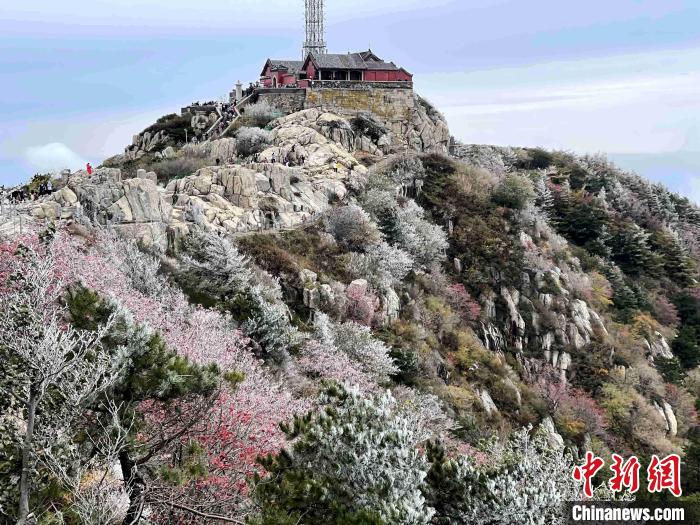 10月4日，泰山之巔現(xiàn)霧凇奇觀，冰雕玉砌、晶瑩閃爍的霧凇綴滿枝頭，一樹樹、一叢叢，甚是好看。　雷杰 攝