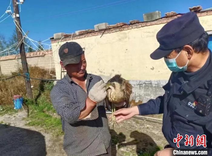 圖為被救助的大麻鳽?！∏嗪：壹?jí)自然保護(hù)區(qū)管理局供圖