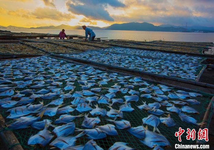 曬制的鯧魚鲞?！≈x定會 攝