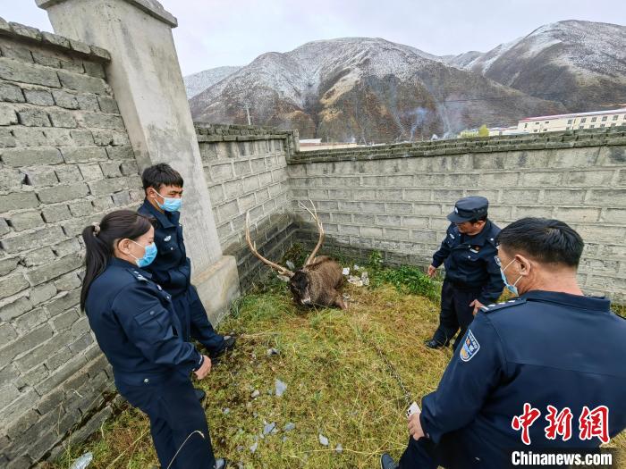 圖為民警查看白唇鹿傷勢(shì)?！》Q(chēng)多縣公安局森林警察大隊(duì)供圖