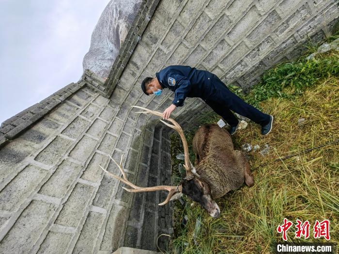 圖為民警查看白唇鹿傷勢(shì)?！》Q(chēng)多縣公安局森林警察大隊(duì)供圖