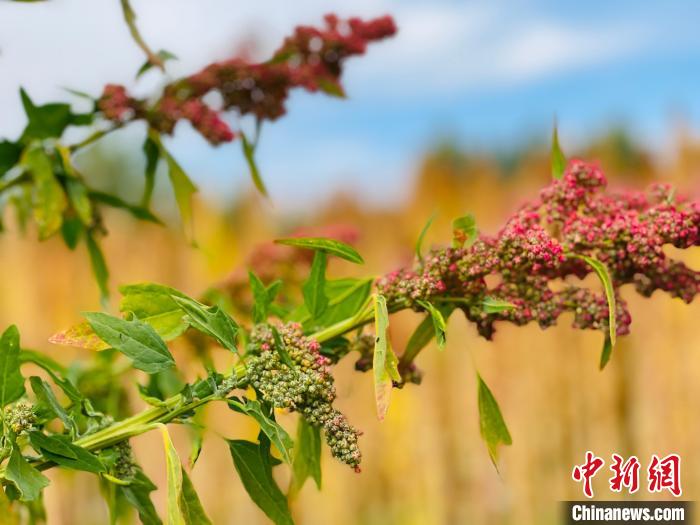 柴達(dá)木盆地藜麥病蟲防害標(biāo)準(zhǔn)發(fā)布實施