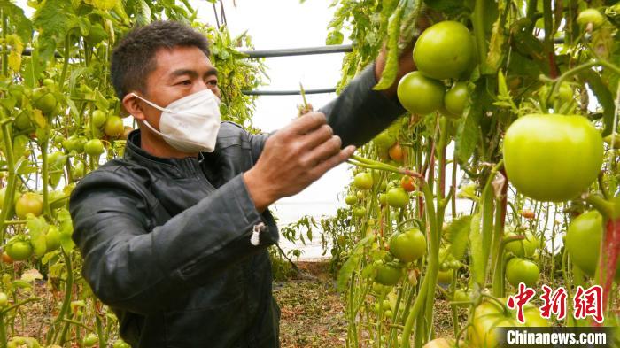 新疆昌吉市二六工鎮(zhèn)大棚蔬菜種植戶張飛正在查看大棚內(nèi)的西紅柿長(zhǎng)勢(shì)情況。　殷雪娟 攝