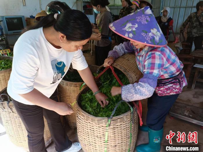 10月13日，在海南省白沙黎族自治縣牙叉鎮(zhèn)的五里路有機茶園，符小芳驗收稱重時挑揀出采摘不合格的茶葉?！堅潞汀z