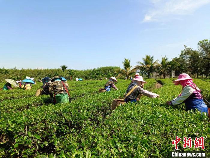 10月13日，在海南省白沙黎族自治縣牙叉鎮(zhèn)的五里路有機茶園，茶農(nóng)正在采摘有機茶葉?！堅潞?攝