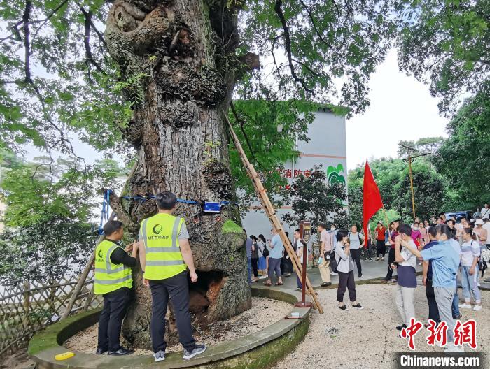 名木古樹保護專業(yè)技術團隊對毛竹山村南酸棗樹進行“全面體檢”?！∈Y林林 攝