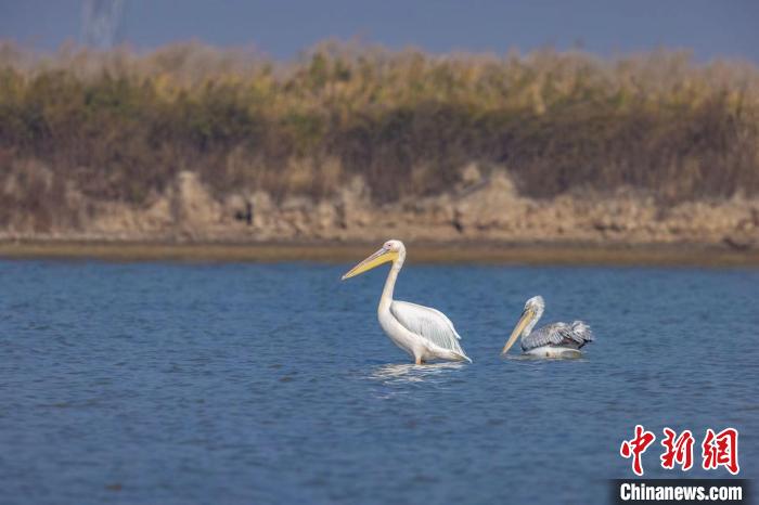 國家一級保護野生動物白鵜鶘再現(xiàn)河北曹妃甸