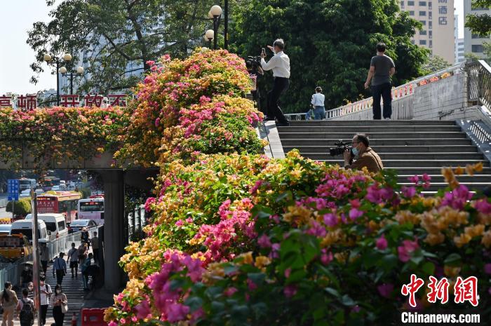 市民對著人行天橋的勒杜鵑拍攝 陳楚紅 攝