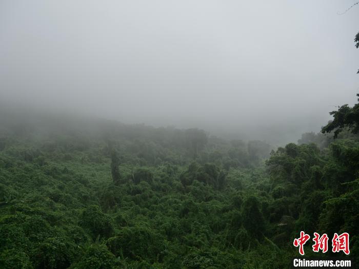 昌江霸王嶺，雨霧繚繞的熱帶雨林?！×栝?攝