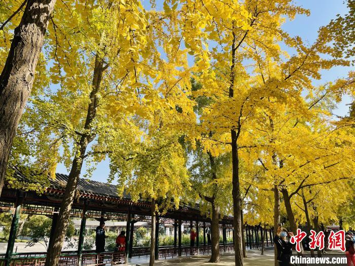 圖為中山公園銀杏林。　北京市公園管理中心供圖