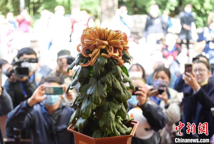 10月25日，濟南趵突泉金秋菊展“菊王”亮相。當日，第43屆趵突泉金秋菊展“斗菊”擂臺賽開賽?！堄?攝