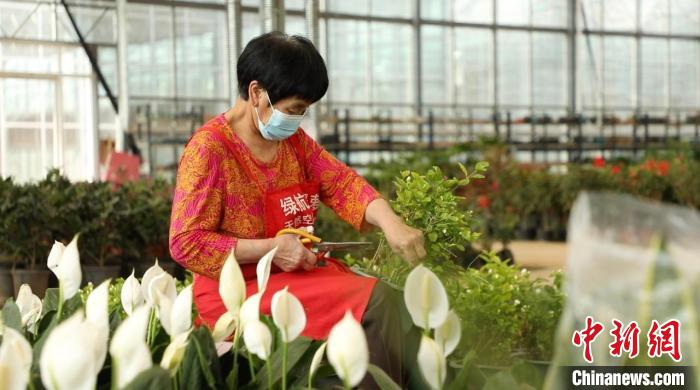 資料圖：忙碌的身影穿梭在果園村的蔬菜花卉繁育基地中。向上 攝