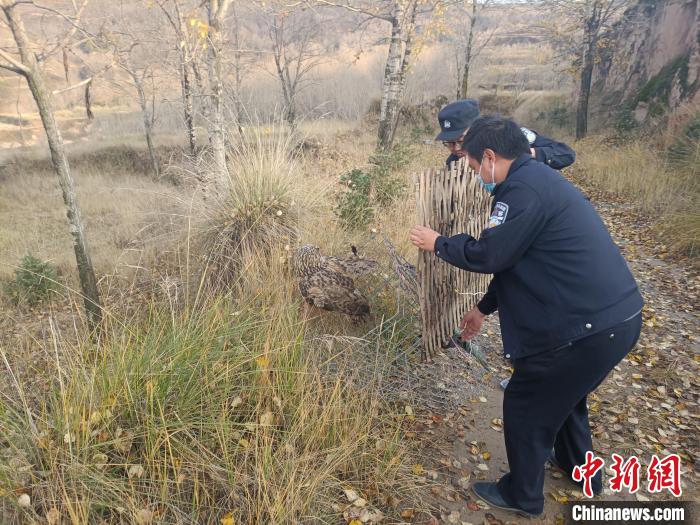 圖為民警正在對國家二級保護(hù)野生動(dòng)物長耳鸮進(jìn)行放飛?！』ブ补﹫D