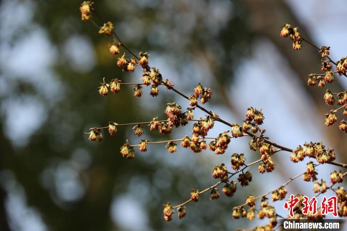 銀縷梅的花沒(méi)有花瓣，十分稀奇?！∧暇┲猩街参飯@供圖