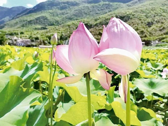 臺(tái)媒看大陸：荷花映日、竹林蔥翠——云南祿豐九渡村發(fā)展鄉(xiāng)村特色旅游