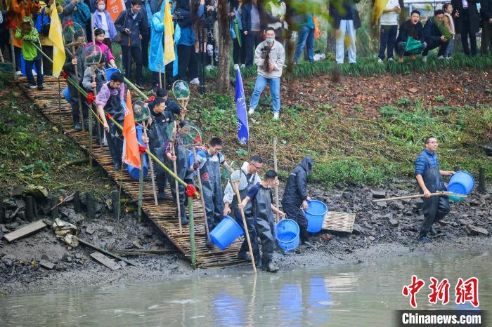 杭州西溪干塘節(jié)開(kāi)塘“摸魚”46斤“西溪魚王”驚喜亮相