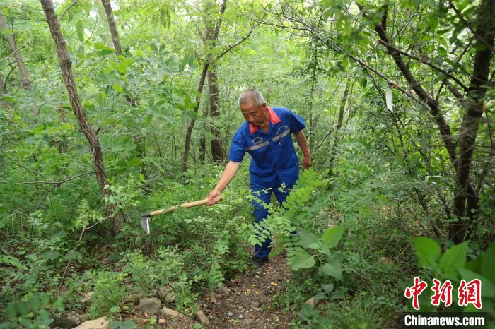 圖為張鶴珊巡護(hù)中用鐮刀開路。(資料圖) 曹建雄 攝