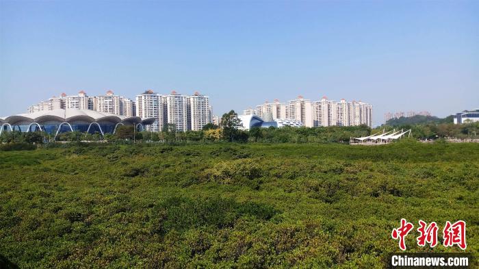 圖為防城港市北部灣海洋文化公園內(nèi)紅樹(shù)林郁郁蔥蔥?！●T抒敏 攝