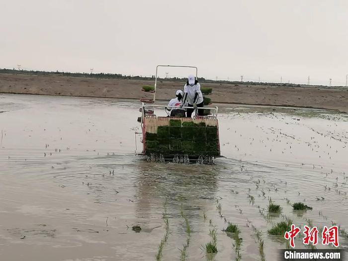 海水稻緣何在離海最遠(yuǎn)的新疆獲得高產(chǎn)？