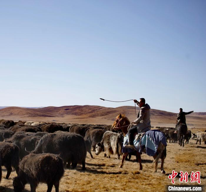 青海唯一蒙古族自治縣：牛羊壯不壯，要看草原好不好