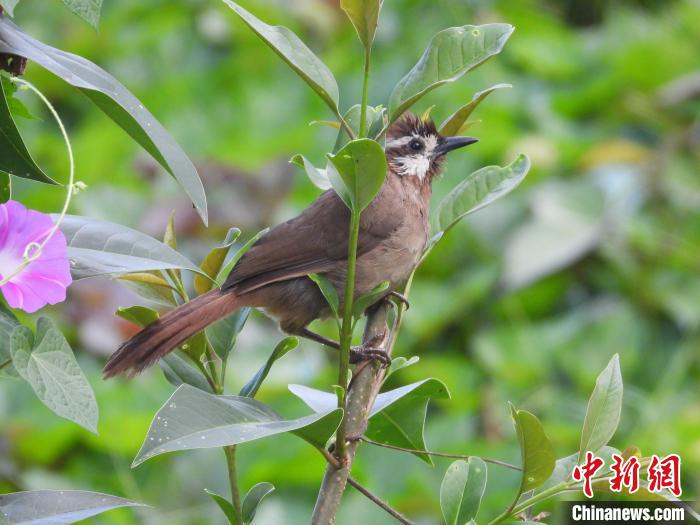 圖為鳥類白頰噪鹛?！≠F陽市委宣傳部供圖