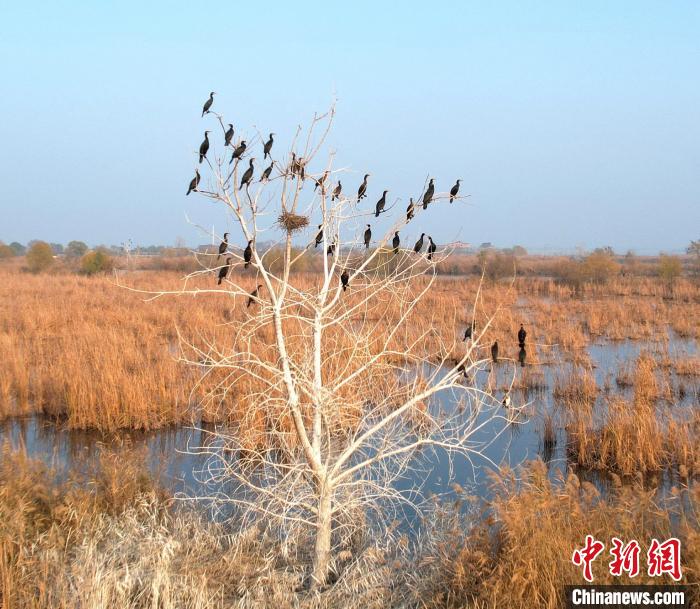 渾身黑色的鸕鶿遠望很像烏鴉，所以又稱水老鴉?！⊥蹊F良 攝