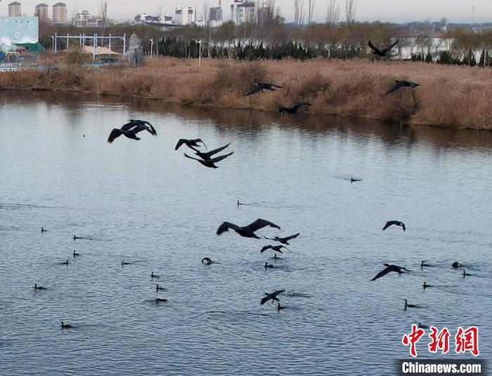 鸕鶿不但能潛水捕魚，也善于飛翔?！⊥蹊F良 攝