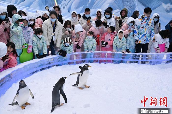 正佳企鵝冰雪世界迎客 陳楚紅 攝