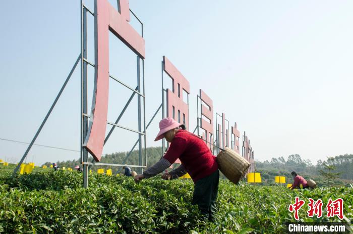 民眾在廣西靈山有機茶葉種植示范基地采茶?！〉岳顝?攝